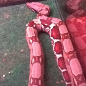 Meet your Posher, Jordan